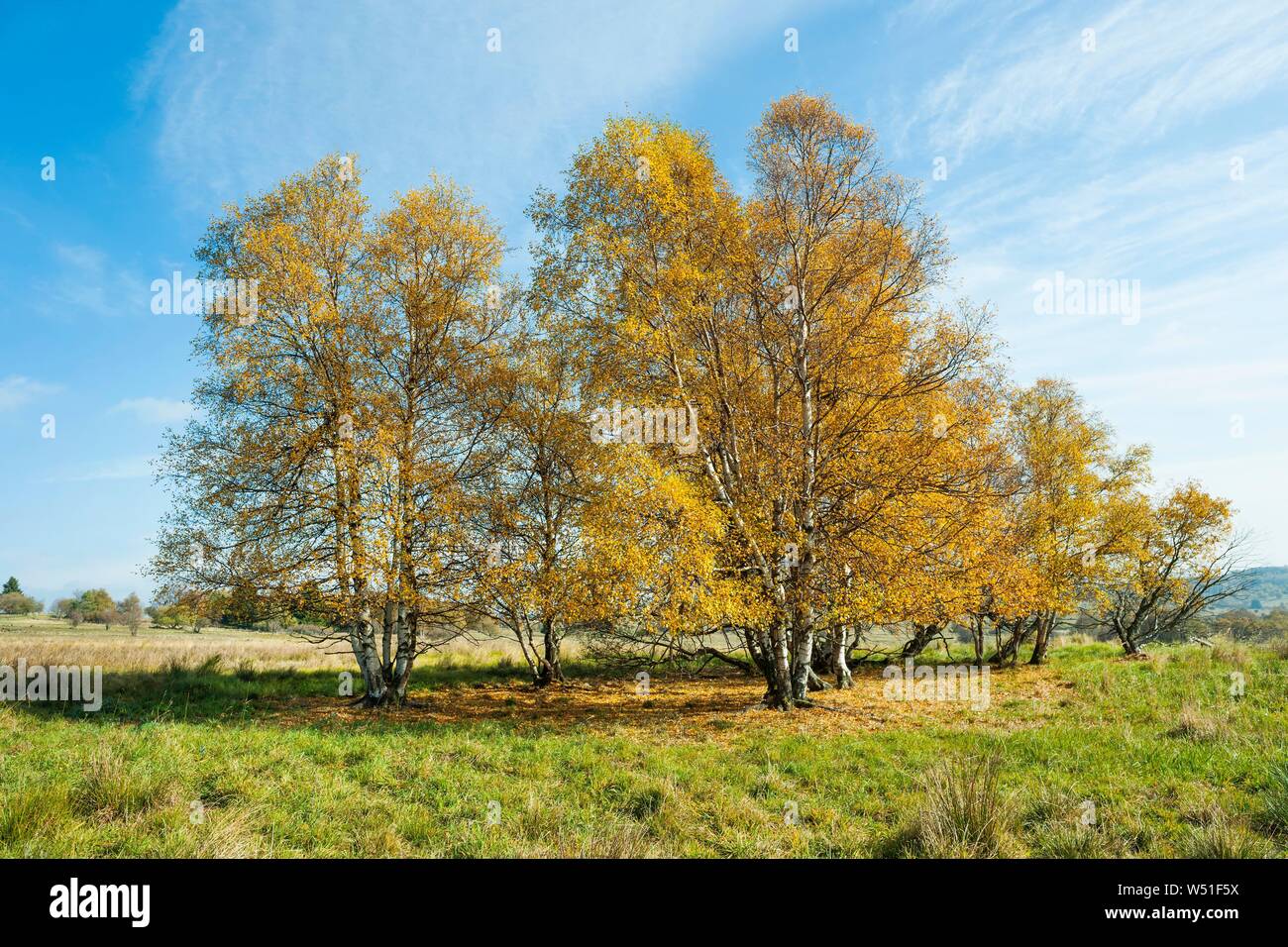 Roverella betulle (Betula pubescens), in autunno scolorito, Rhon Riserva della Biosfera, Baviera, Germania Foto Stock