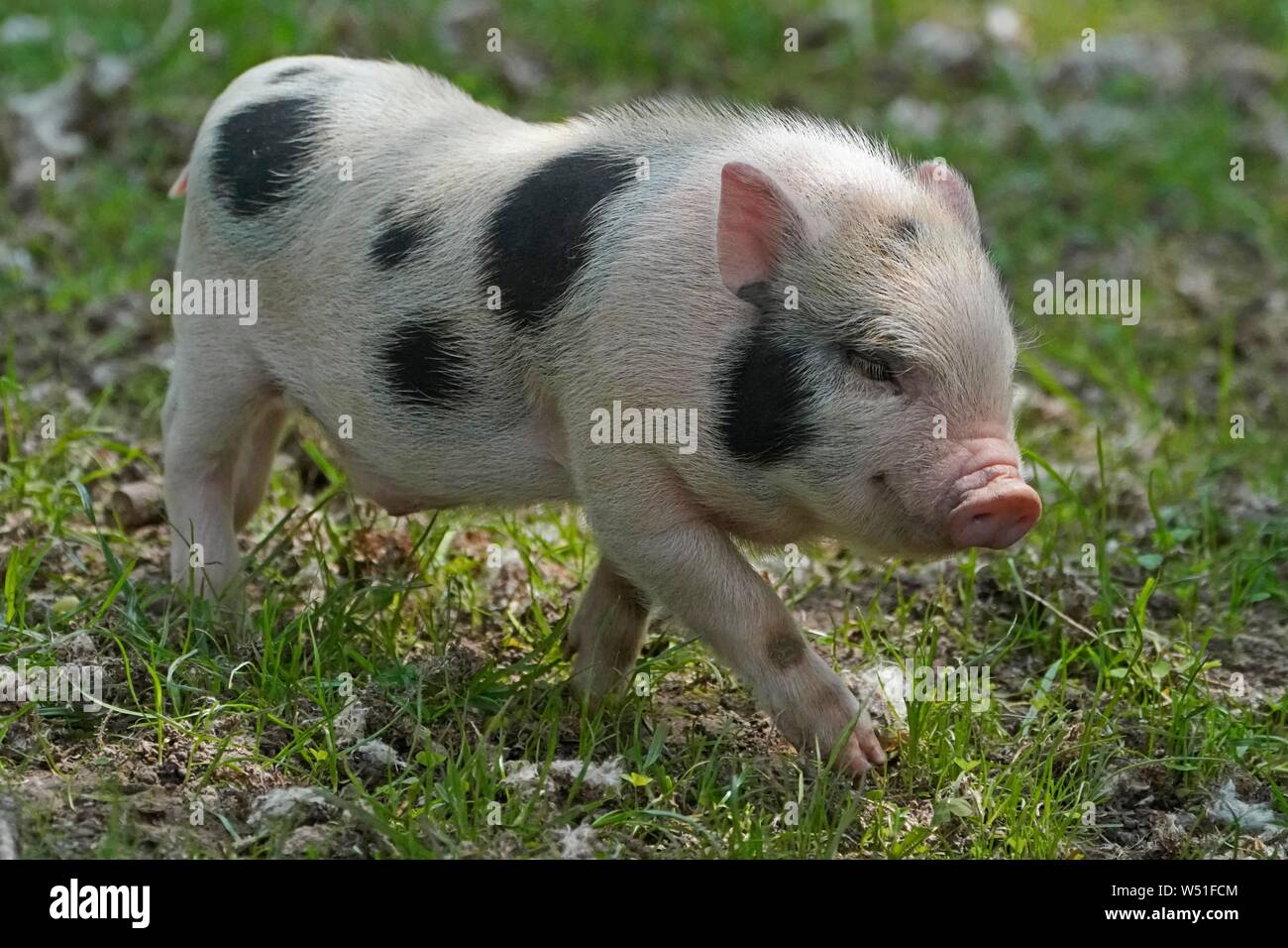Mini pig maialino, suino domestico, Francia Foto stock - Alamy