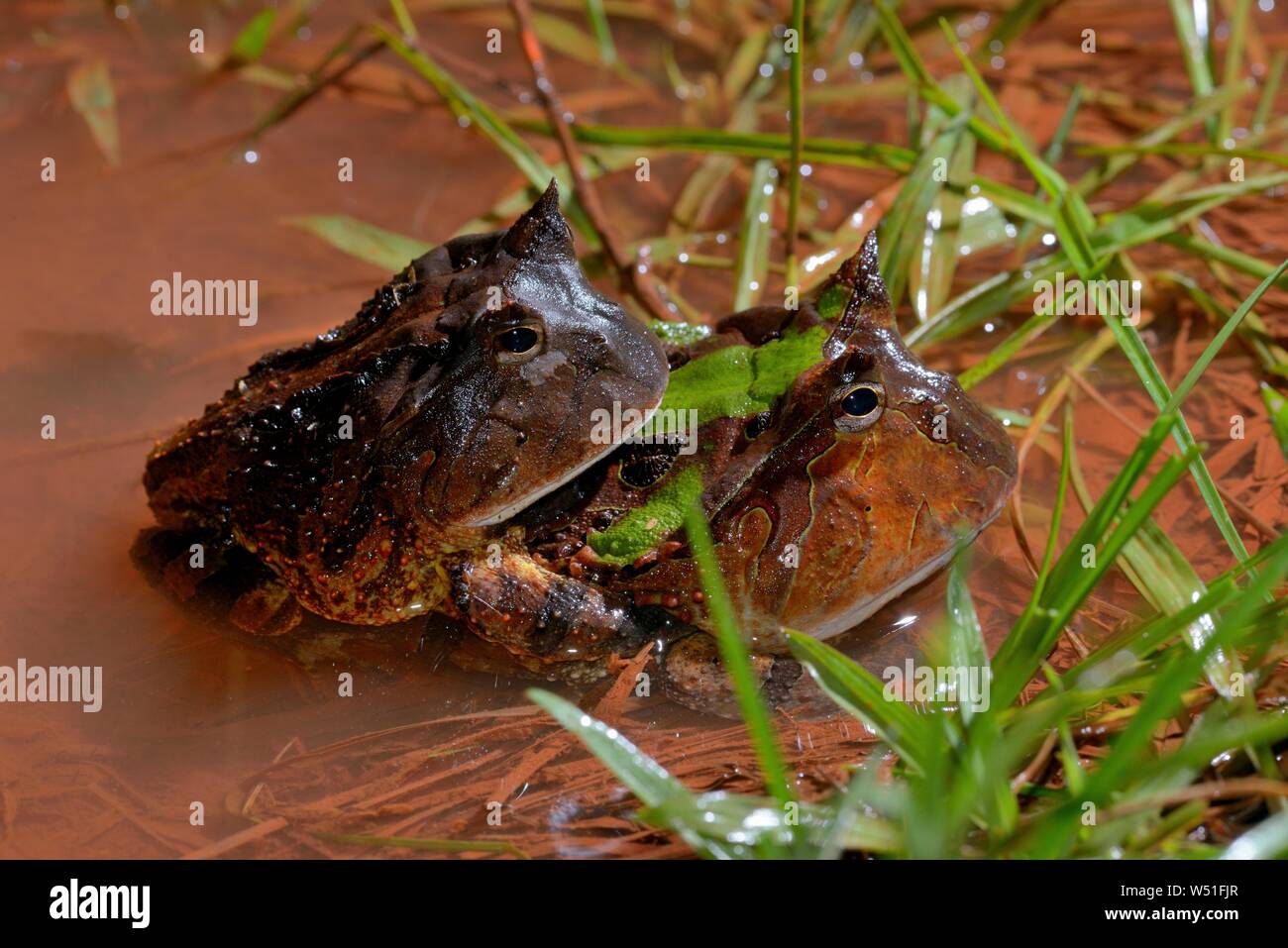Amazzonico rane cornuta (Ceratophrys cornuta), coppia coniugata in acqua, Guiana francese Foto Stock