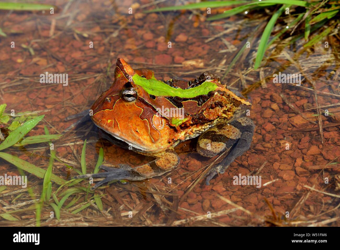 Amazzonico rana cornuta (Ceratophrys cornuta) in acqua, Guiana francese Foto Stock