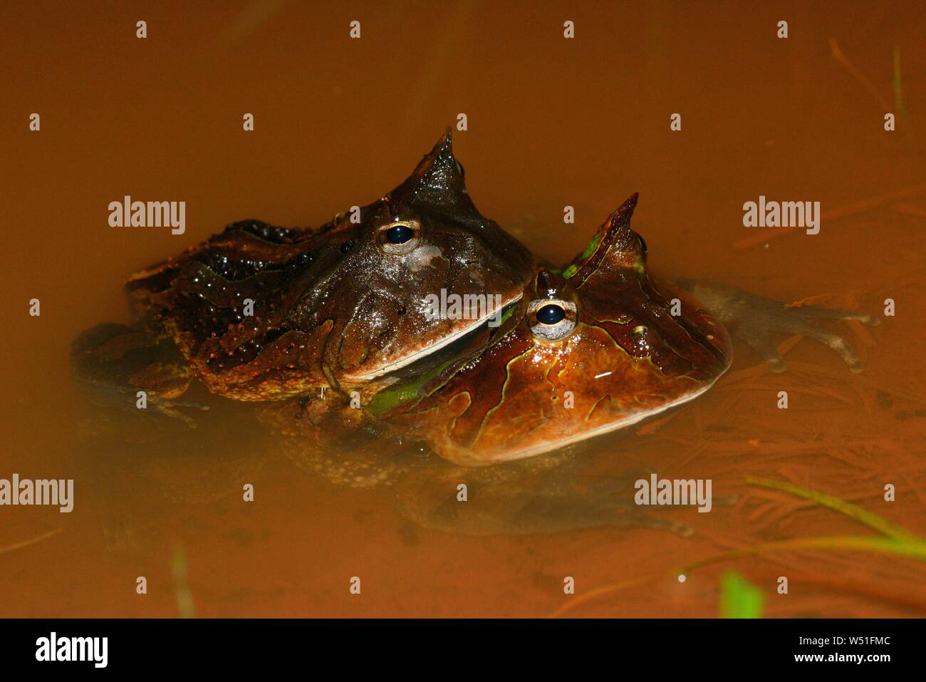 Amazzonico rane cornuta (Ceratophrys cornuta), coppia coniugata in acqua, Guiana francese Foto Stock