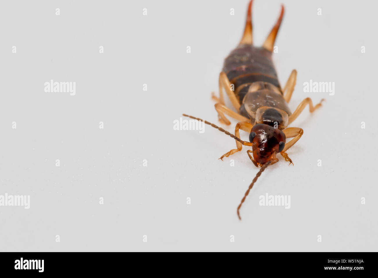 Earwig insetto su uno sfondo bianco macro close up Foto Stock