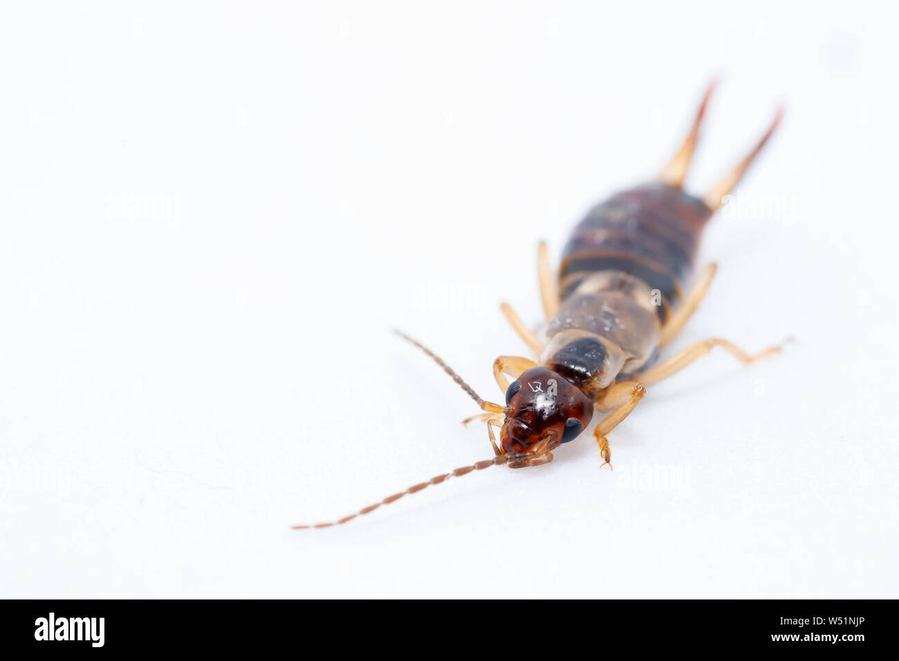 Earwig insetto su uno sfondo bianco macro close up Foto Stock