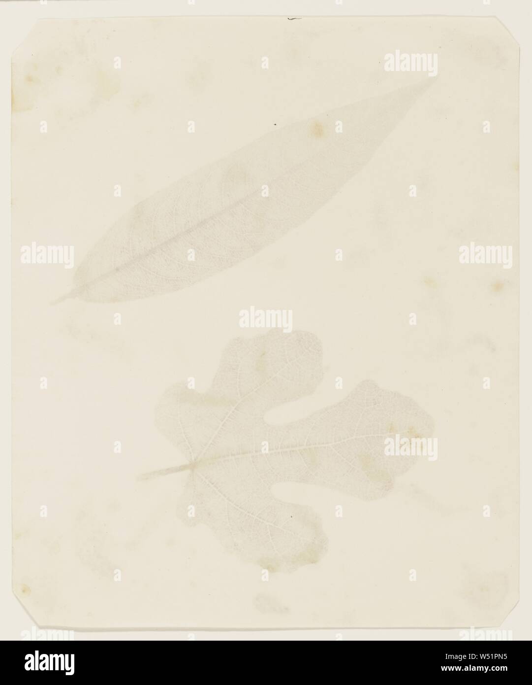 Foglie, William Henry Fox Talbot (inglese, 1800 - 1877), 1842 o versione successiva, salate della carta da stampa un disegno fotogenica negativo, 21,9 × 18,3 cm (8 5/8 × 7 3/16 in Foto Stock