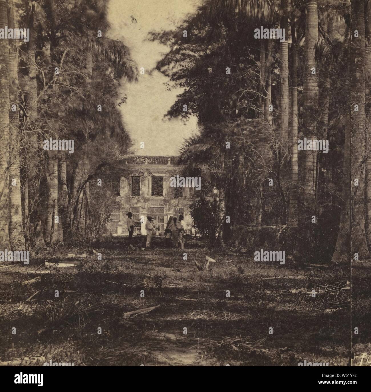 Il viale del Royal Palms nel Vescovo il giardino. L'Avana., George N. Barnard (American, 1819 - 1902), Edward e Henry T. Anthony & Co. (Americani, 1862 - 1902), negativo stampata da Kuhns, circa 1860-1862, albume silver stampa Foto Stock