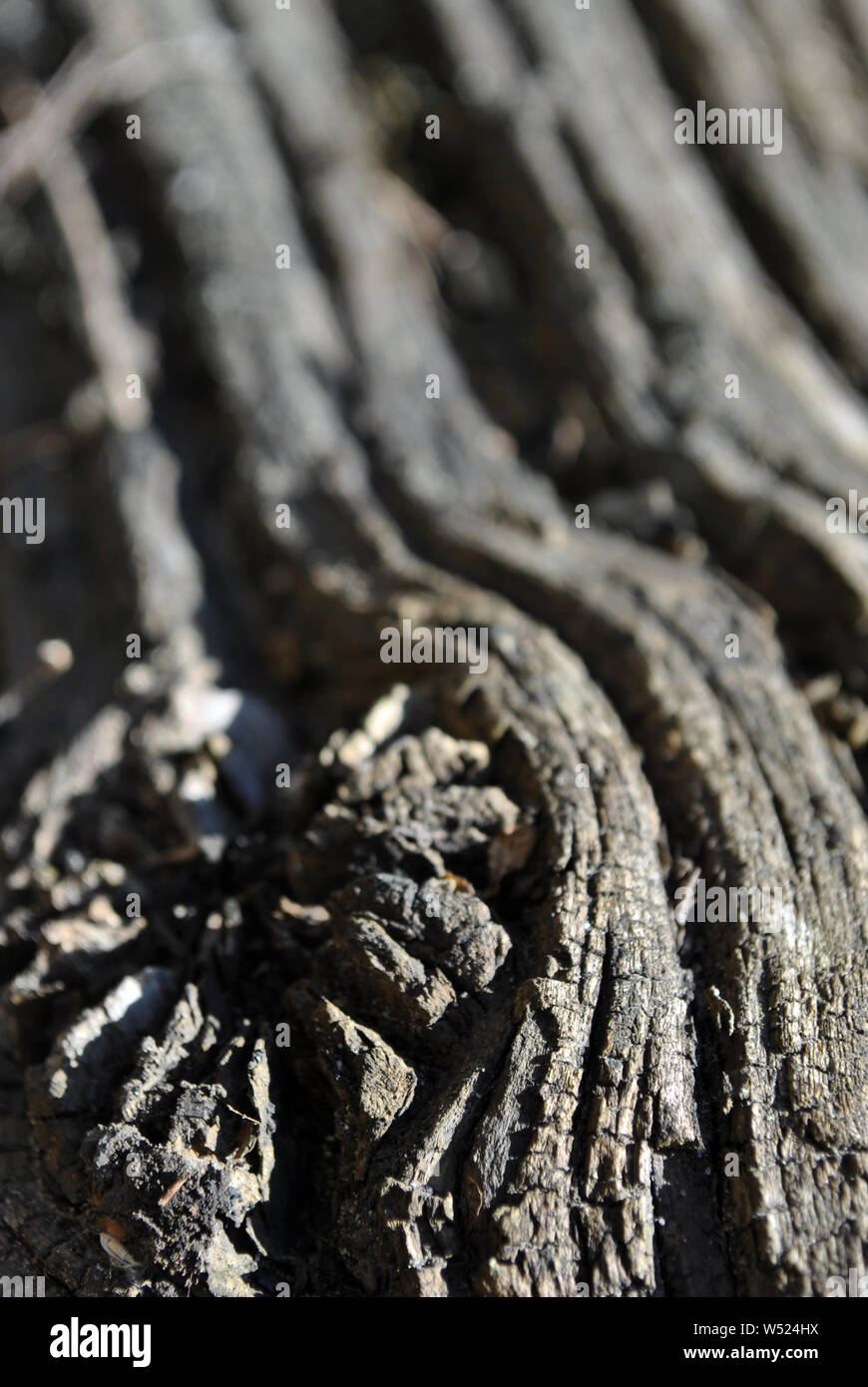 Tree linee ondulate texture con ramo segato cerchio vicino, sfondo verticale Foto Stock