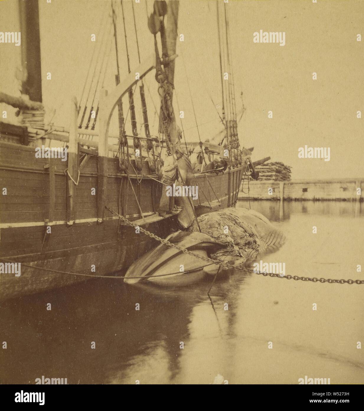 Prendendo una pinna off un blackfish in porto la nave off, Nantucket, Massachusetts, Giosia Freeman (American, attivo 1860 - 1870S), 13 agosto 1874, albume silver stampa Foto Stock