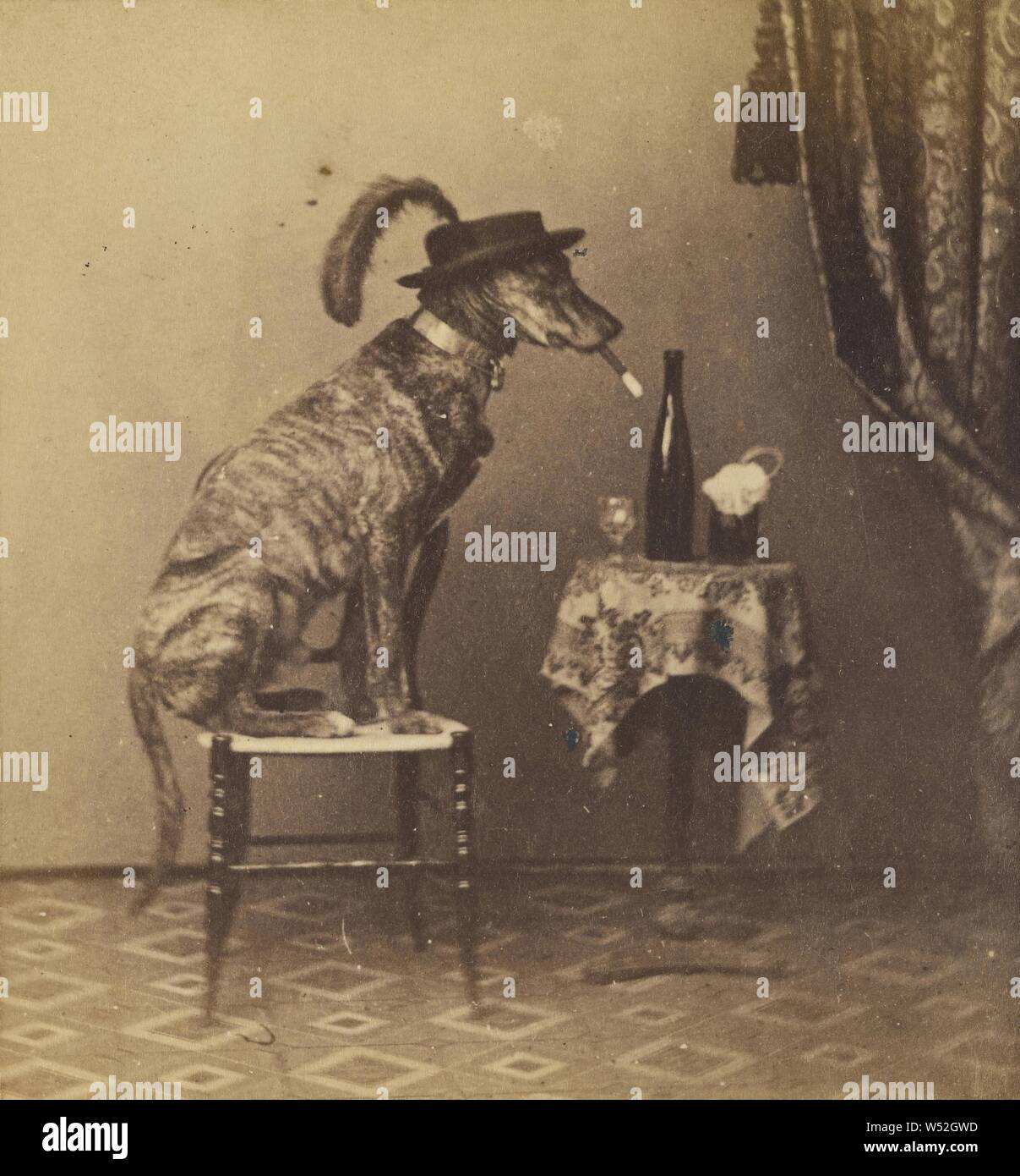 Il jolly cane cane/seduto su uno sgabello, indossare un cappello, di fumare un sigaro, attribuito a Pietro F. Weil (American, attivo New York New York 1860 - 1870S), circa 1865, albume silver stampa Foto Stock