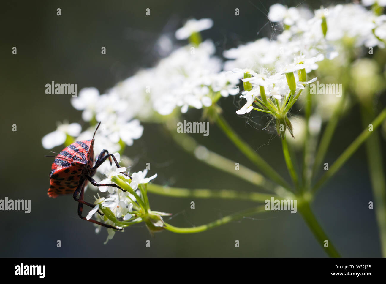 Unico bug a strisce su carota selvatica in estate Foto Stock