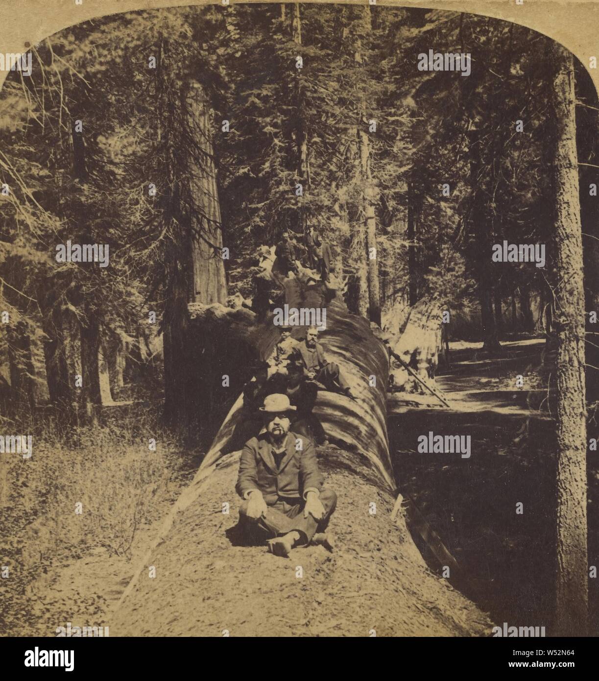 Il monarca caduti (24 piedi in diametro), Mariposa Grove, California, U.S.A., Strohmeyer & Wyman, 1894, albume silver stampa Foto Stock