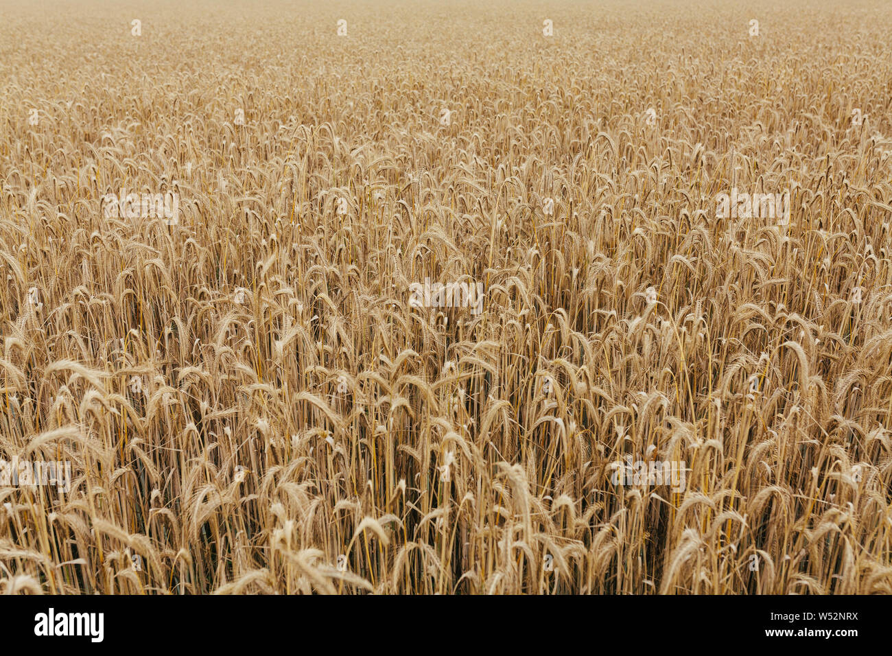 Campo di grano texture di sfondo del raccolto di grano Foto Stock