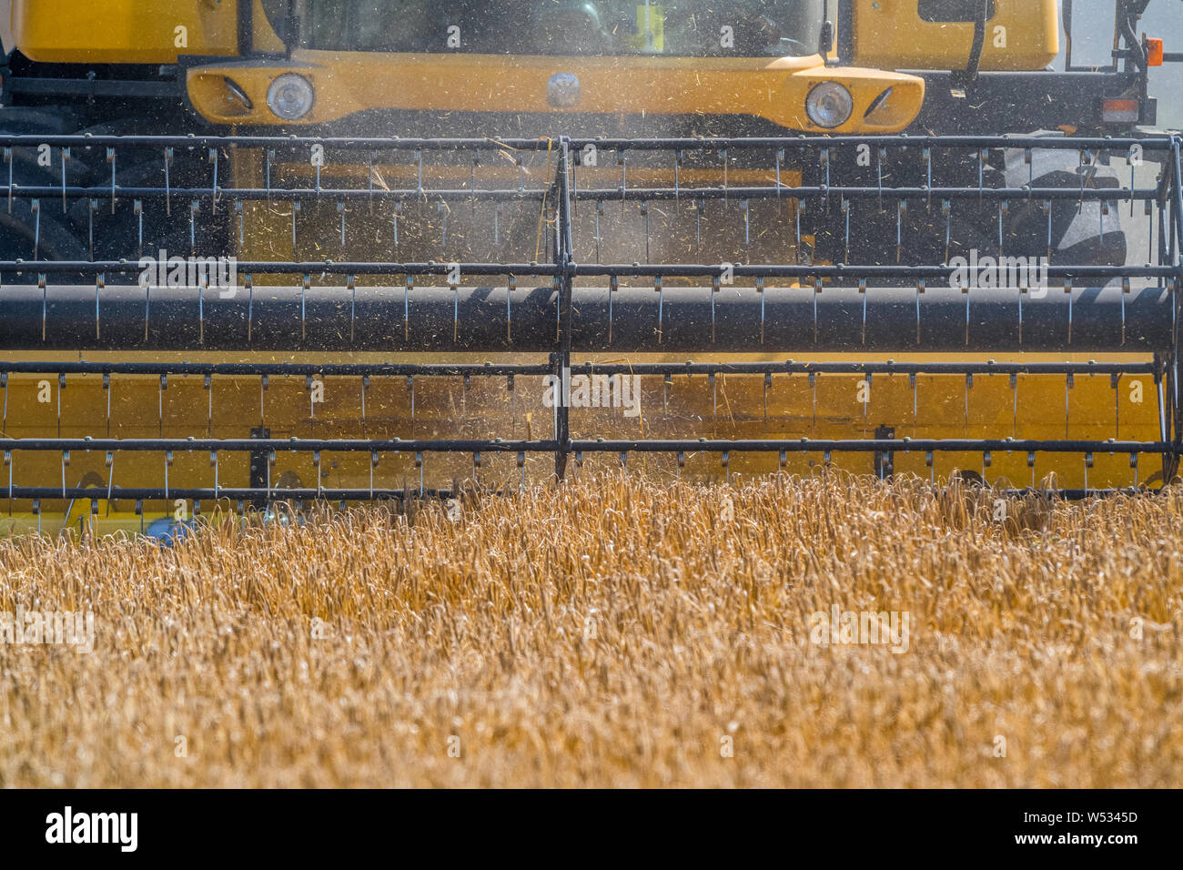 New Holland mietitrebbia il raccolto di un raccolto di orzo. Foto Stock