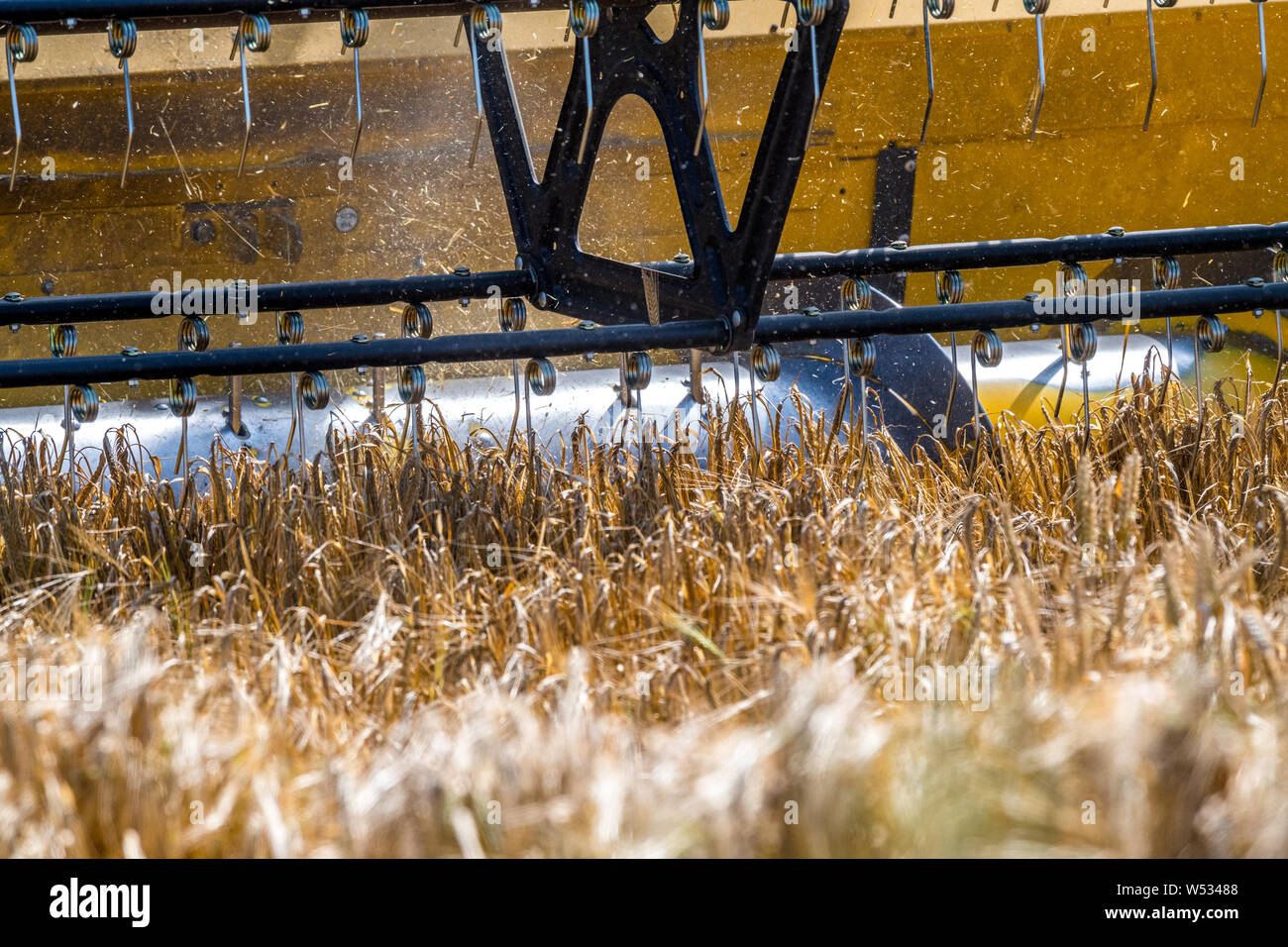 New Holland mietitrebbia il raccolto di un raccolto di orzo. Foto Stock