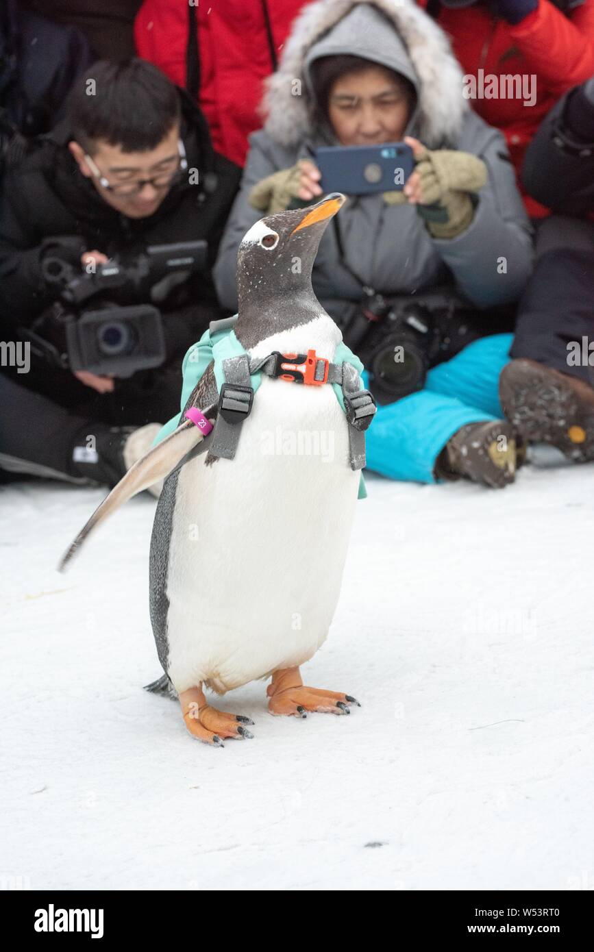 Un pinguino che porta un sacco di visite xx Cina Harbin ed al Mondo del Ghiaccio e della neve 2019 nella città di Harbin, a nord-est della Cina di Provincia di Heilongjiang, 13 gennaio 2019. Foto Stock