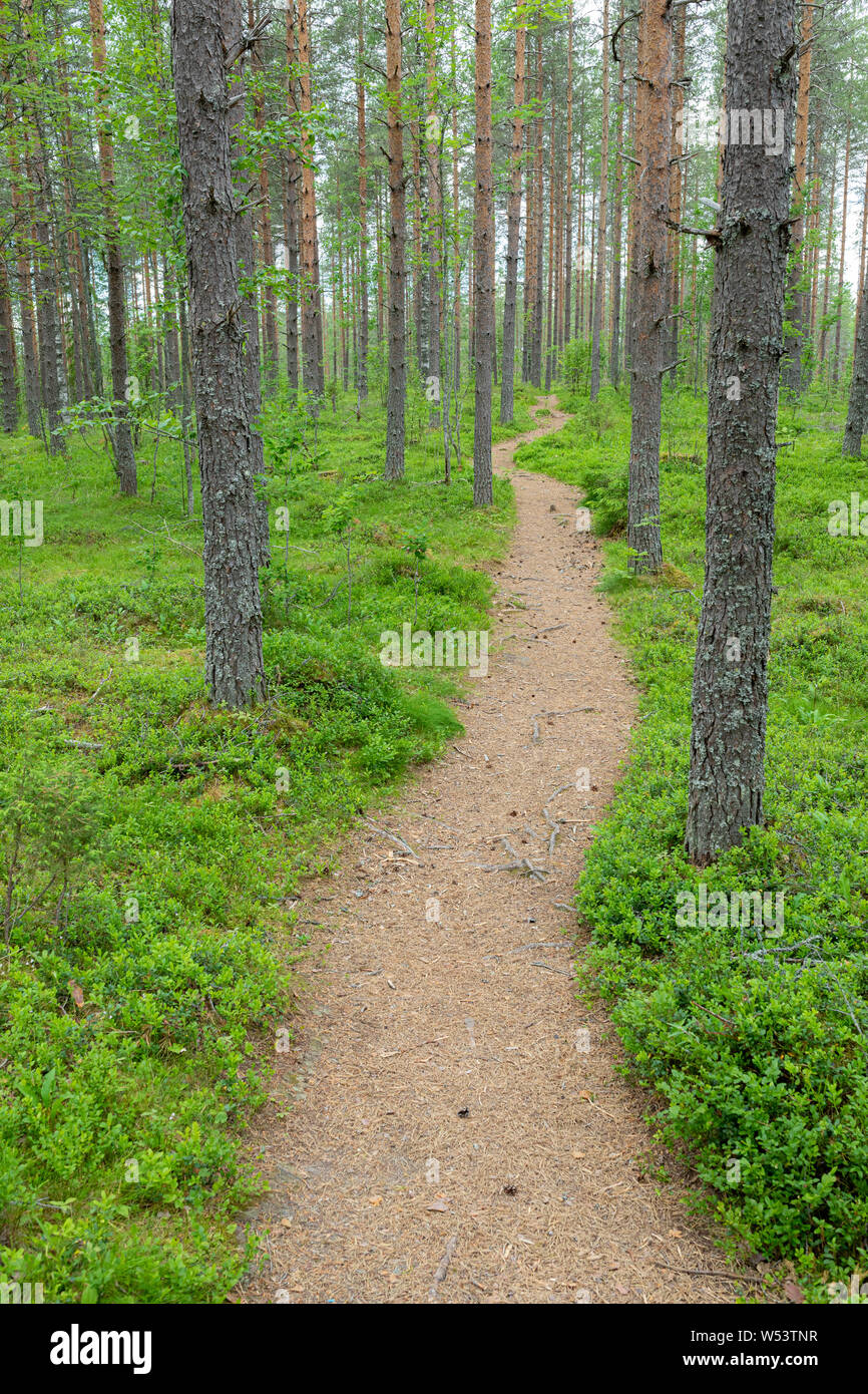 Piccolo percorso trail finlandese nel paesaggio forestale Foto Stock