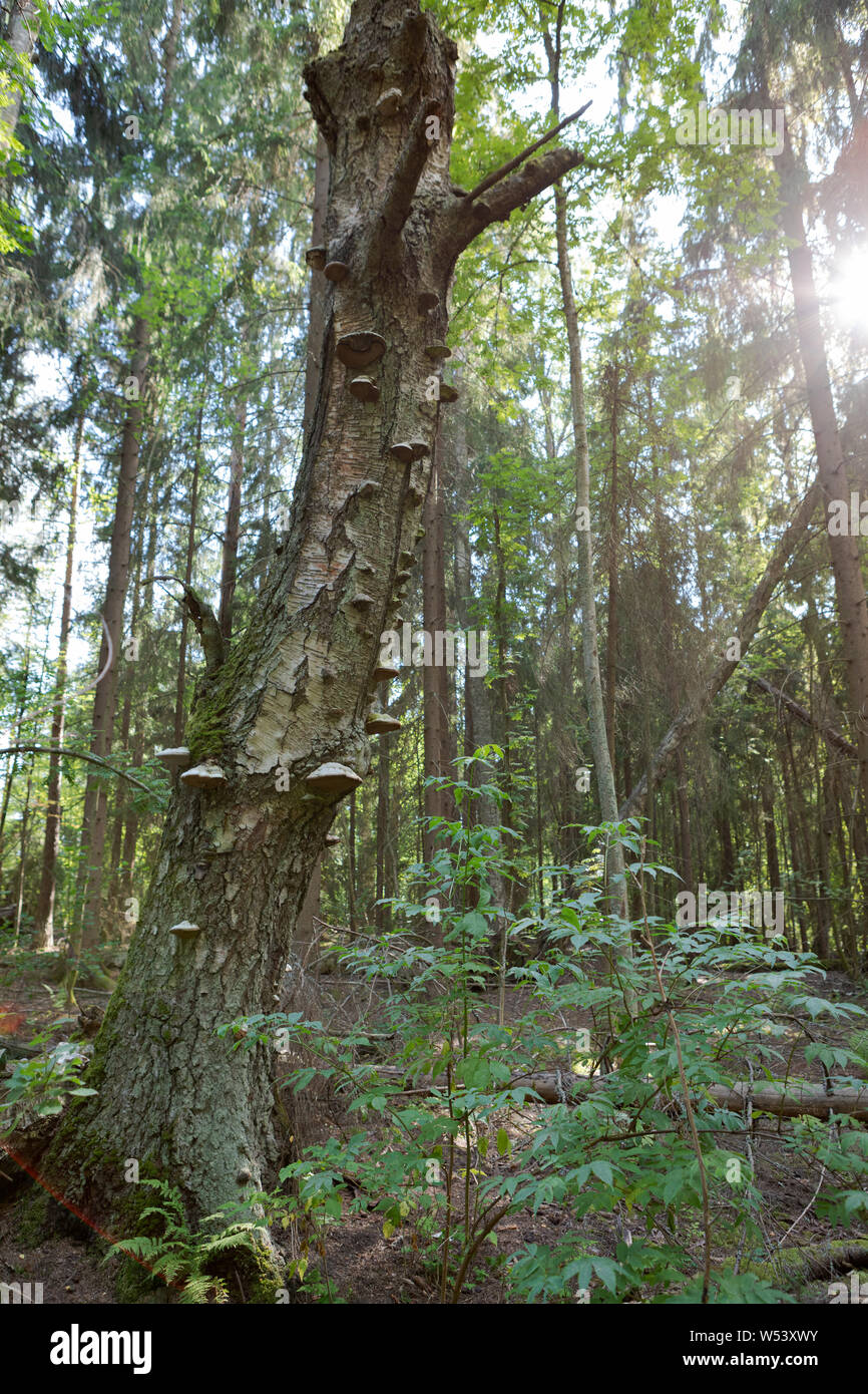 Polypore decadendo birch tronco di albero Foto Stock