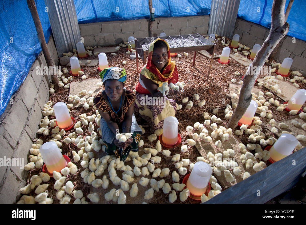 Progetto di produzione locale di uova e pollo della comunità del villaggio, inizialmente sostenuto dalla società mineraria. Produce approvvigionamenti miniera & genera reddito per coltivatori. Foto Stock