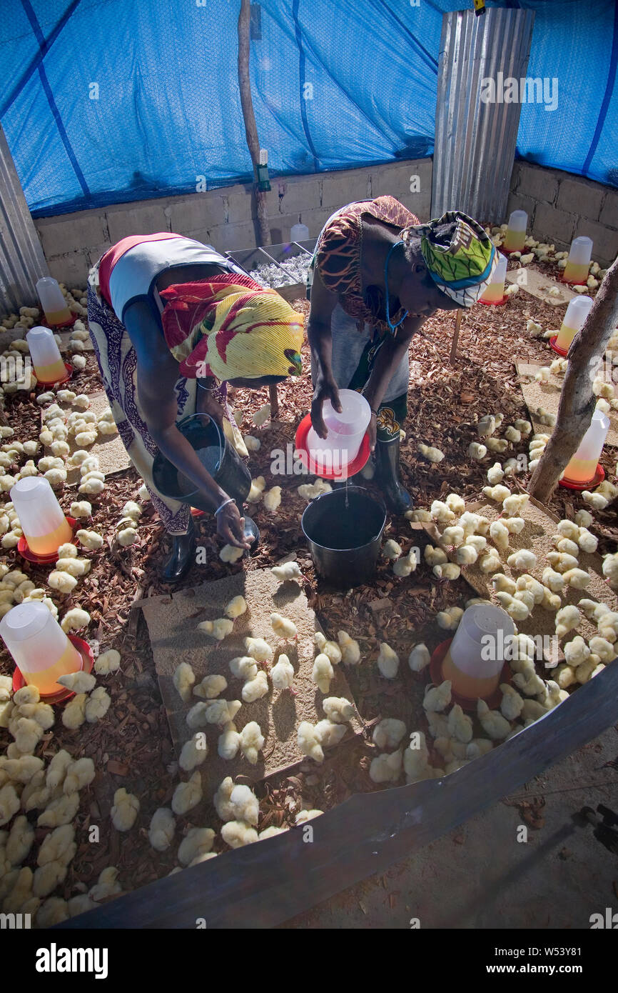 Progetto di produzione locale di uova e pollo della comunità del villaggio, inizialmente sostenuto dalla società mineraria. Produce approvvigionamenti miniera & genera reddito per coltivatori. Foto Stock