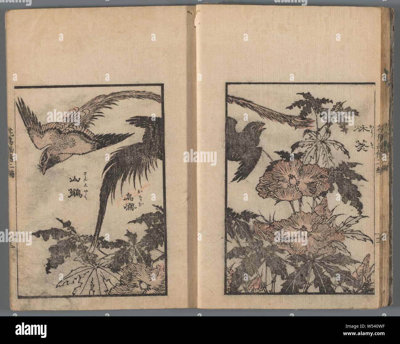 Schizzo di fiori e uccelli, Kacho gaden (titolo in oggetto), Katsushika Taito II (menzionato in oggetto), 1848 - 1849, carta, colore xilografia, h 220 mm × W 150 mm Foto Stock