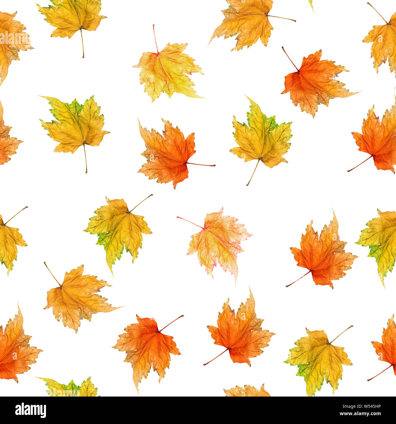 Foglie di autunno e coni fir su uno sfondo bianco. Modello senza giunture. Foto Stock