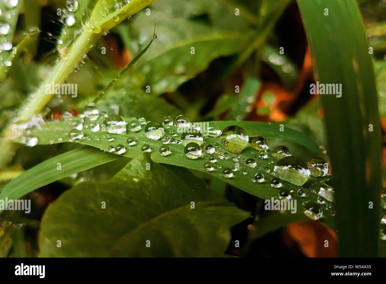 Gocce di rugiada sull'erba Foto Stock