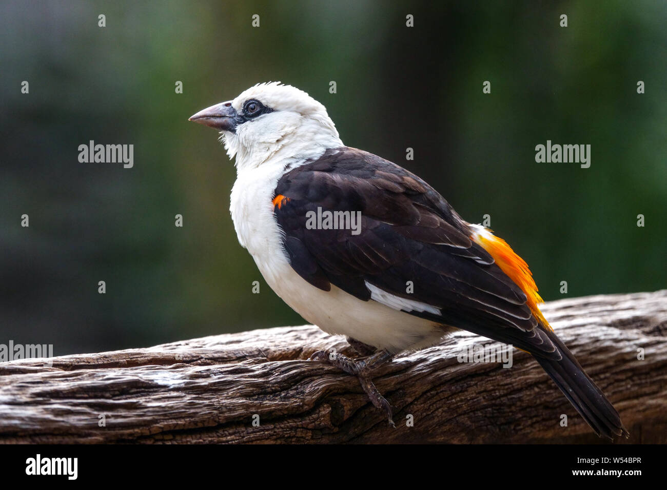 Bianco-guidato buffalo weaver, Dinemellia dinemelli Foto Stock