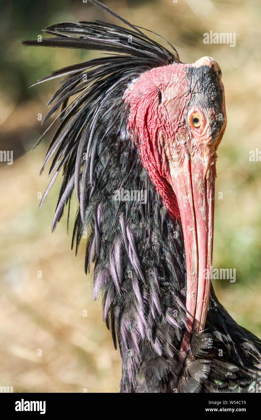 Northern Bald ibis Bird Geronticus eremita, Hermit ibis, o waldrapp un uccello adulto che pulisce le sue piume, Geronticus eremita Portrait Foto Stock