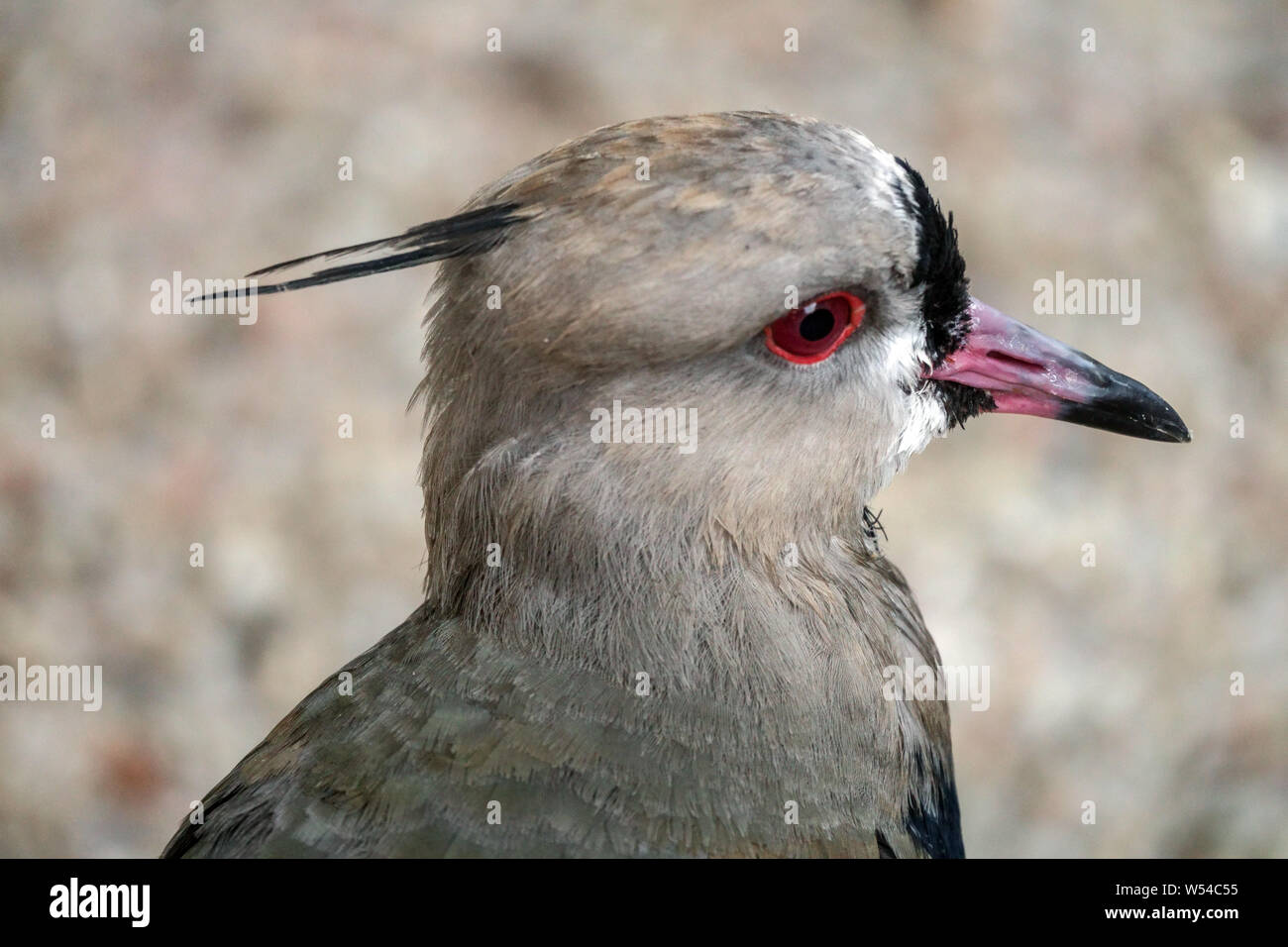 Southern pavoncella Vanellus chilensis, dettaglio della testa Foto Stock