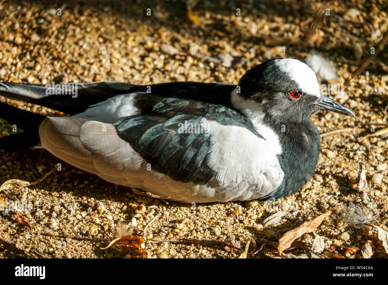 Fabbro pavoncella, Vanellus armatus Foto Stock