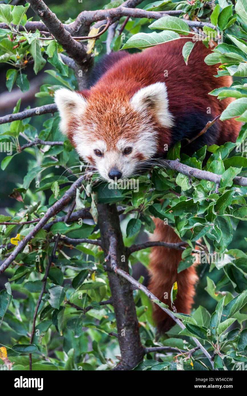 Panda rosso ramo di albero Foto Stock