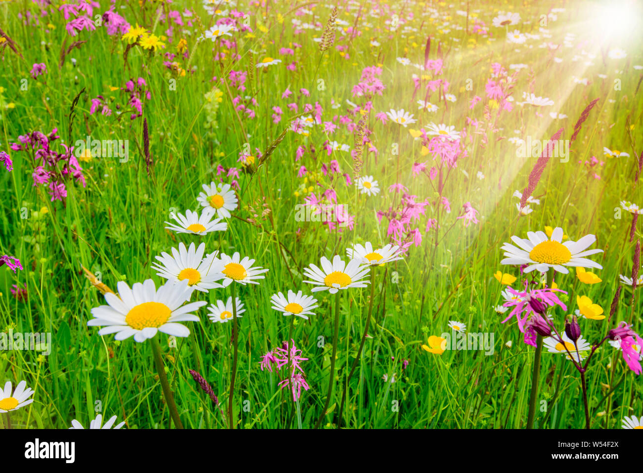 Prato primavera con splendidi fiori e raggi solari in background Foto Stock