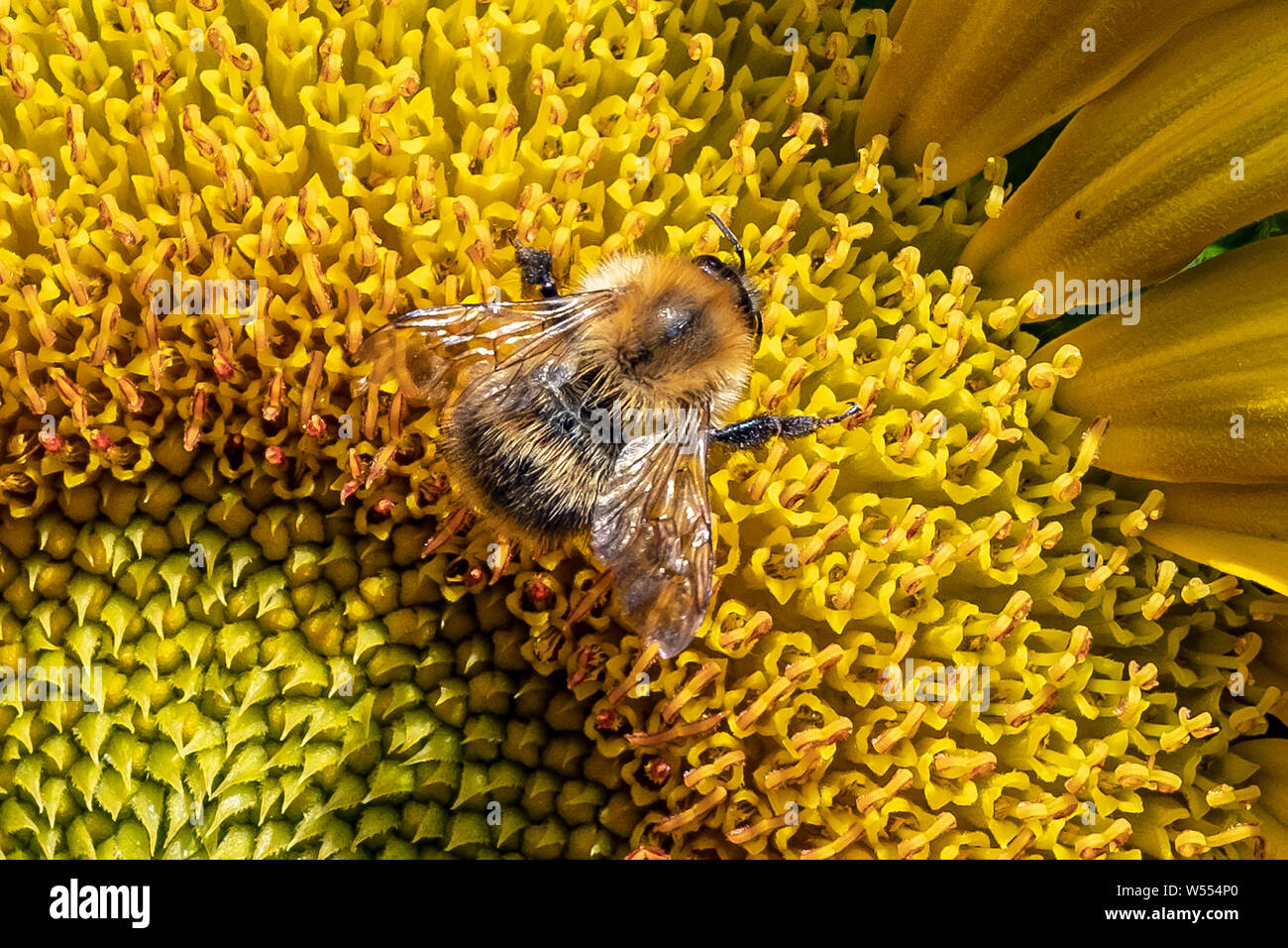 Grandi Bumble Bee a caccia di polline in un girasole bloom, Helianthus, testa in un giardino di Londra Foto Stock
