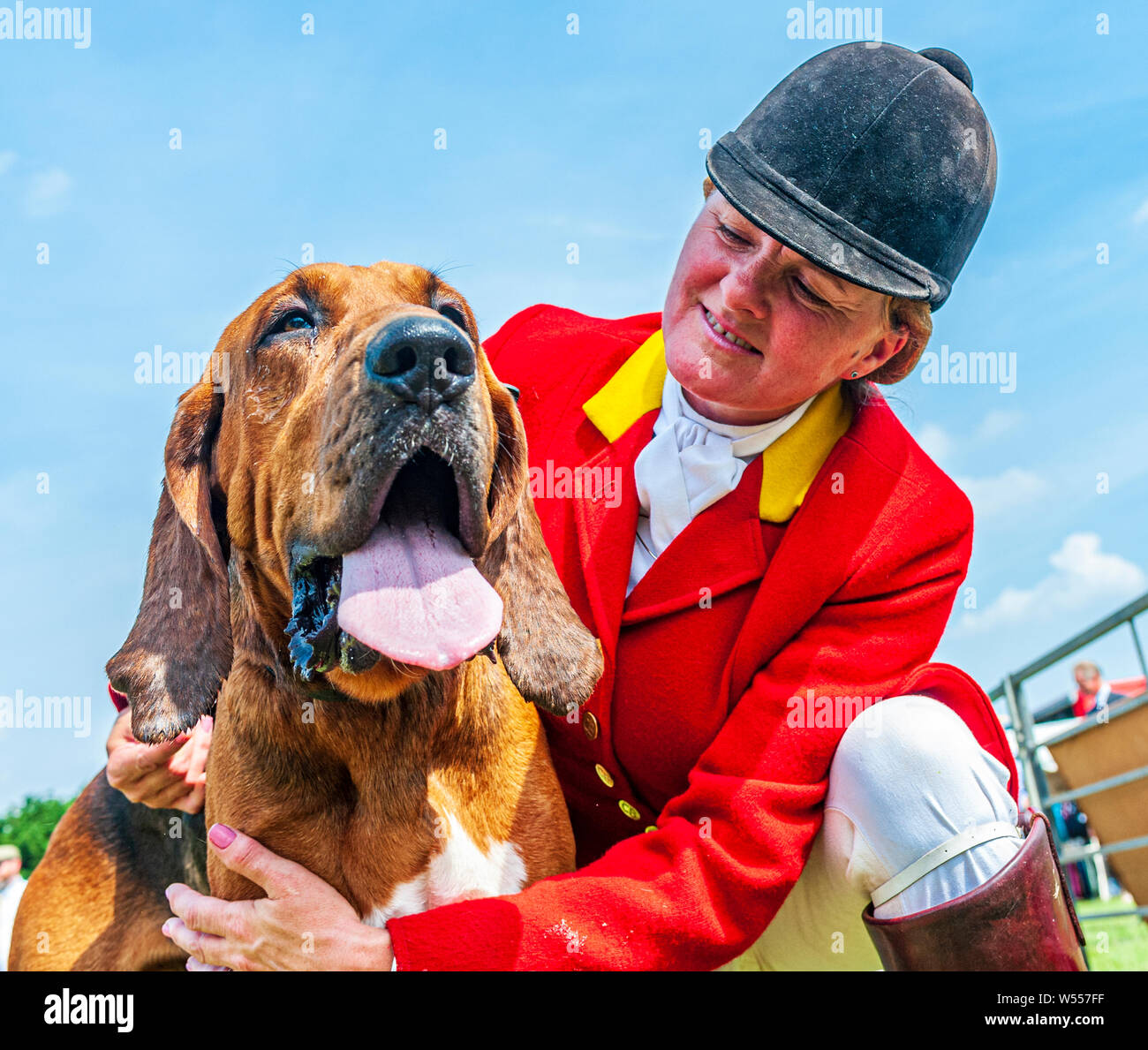 Festival di caccia, Peterborough. Un Bloodhound, dal Cranwell segugi, con uno dei Whippers nel mostrare l'anello Foto Stock