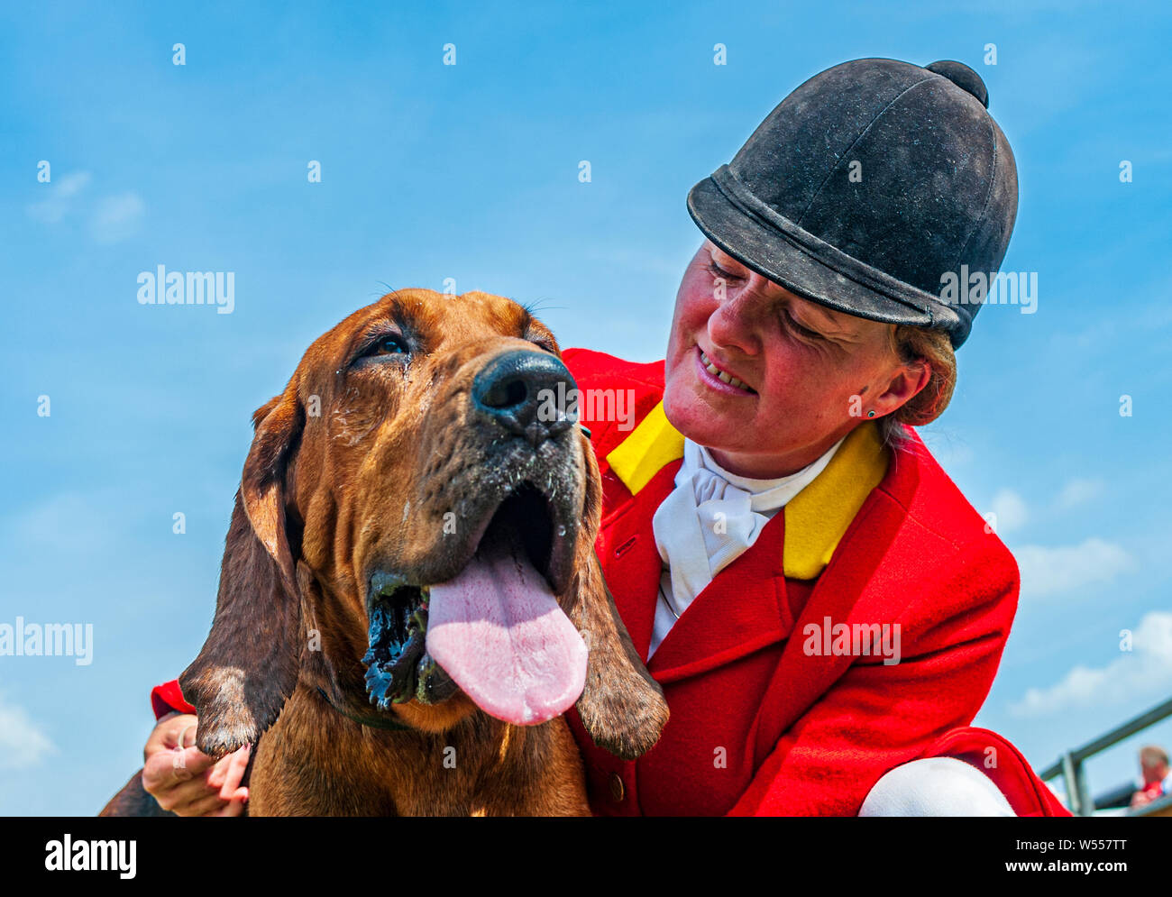 Festival di caccia, Peterborough. Un Bloodhound, dal Cranwell segugi, con uno dei Whippers nel mostrare l'anello Foto Stock