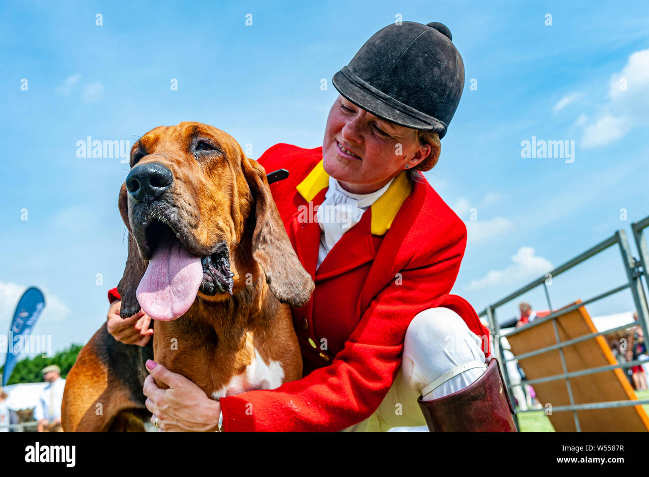 Festival di caccia, Peterborough. Un Bloodhound, dal Cranwell segugi, con uno dei Whippers nel mostrare l'anello Foto Stock