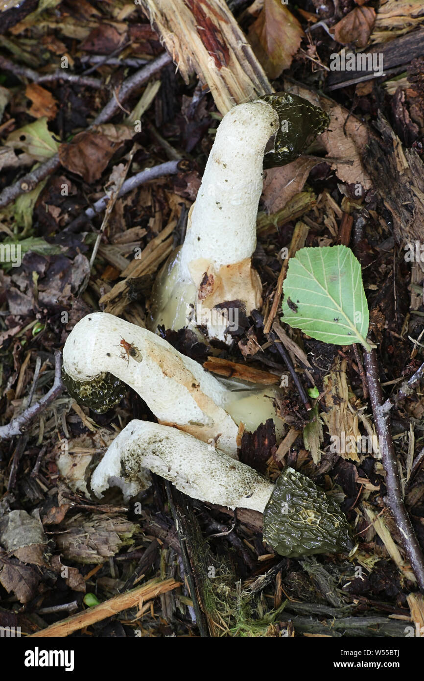Phallus impudicus, noto come il common stinkhorn, funghi selvatici dalla Finlandia Foto Stock