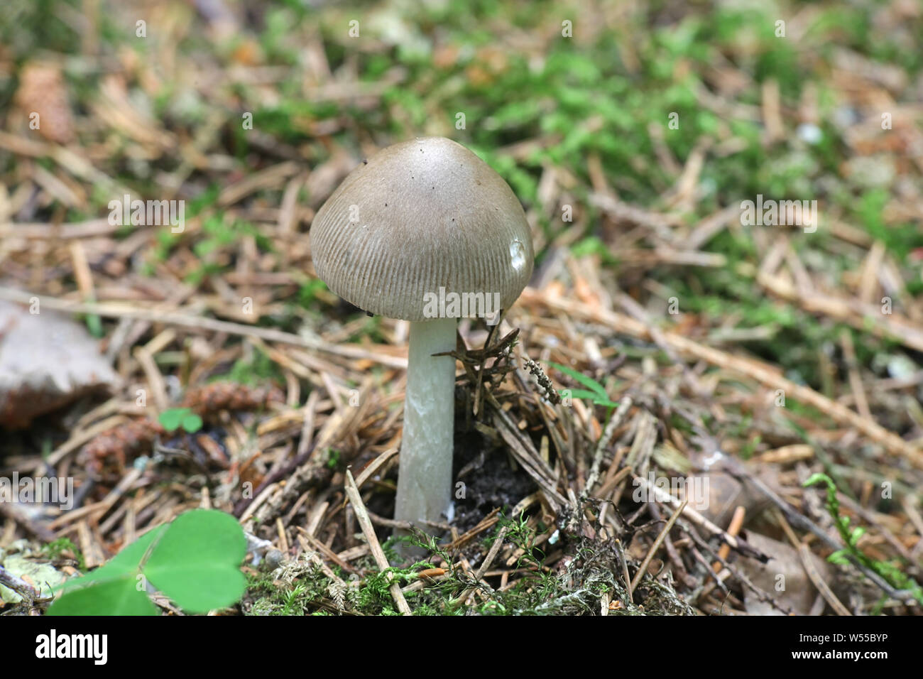 Amanita vaginata, comunemente noto come la grisette di funghi selvatici dalla Finlandia Foto Stock