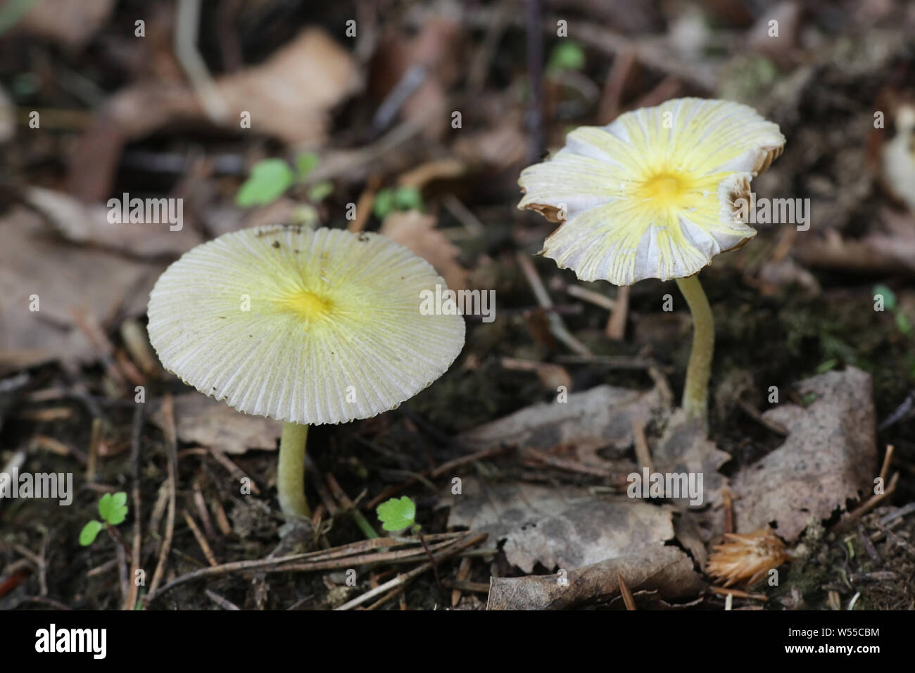 Bolbitius titubans, noto anche come Bolbitius vitellinus, comunemente chiamato Fieldcap giallo o tuorlo d'uovo Fieldcap di funghi selvatici dalla Finlandia Foto Stock