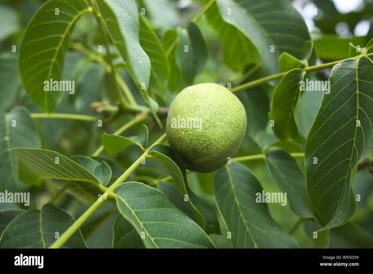 Verde noci grezzo su una noce il ramo di un albero di noci crescente Foto Stock