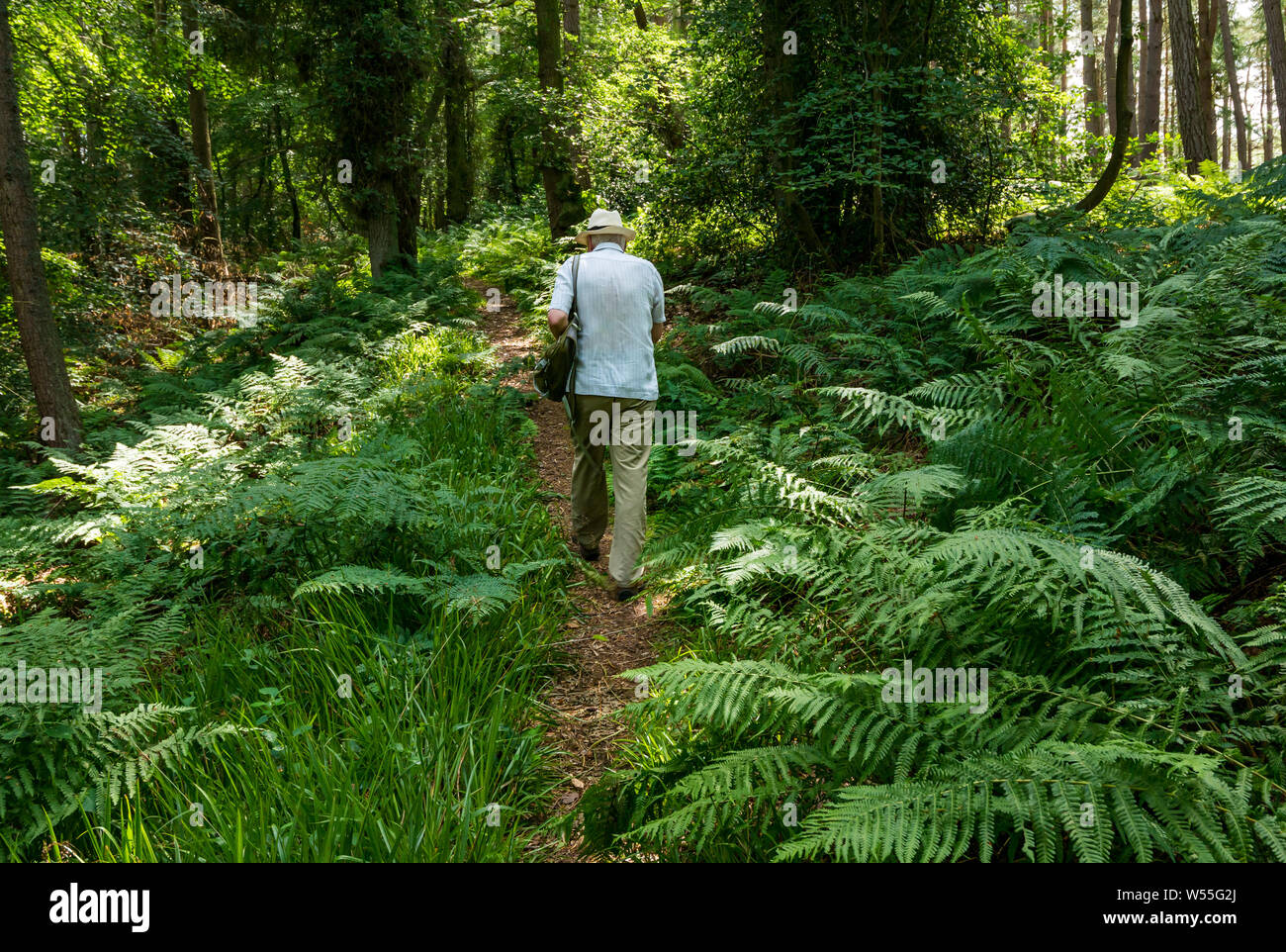 Humbie legno, East Lothian, Scozia, Regno Unito, 26 luglio 2019. Regno Unito Meteo: un uomo anziano che indossa un cappello di Panama passeggiate all'ombra di un fitto bosco di un paese a piedi in estate Foto Stock