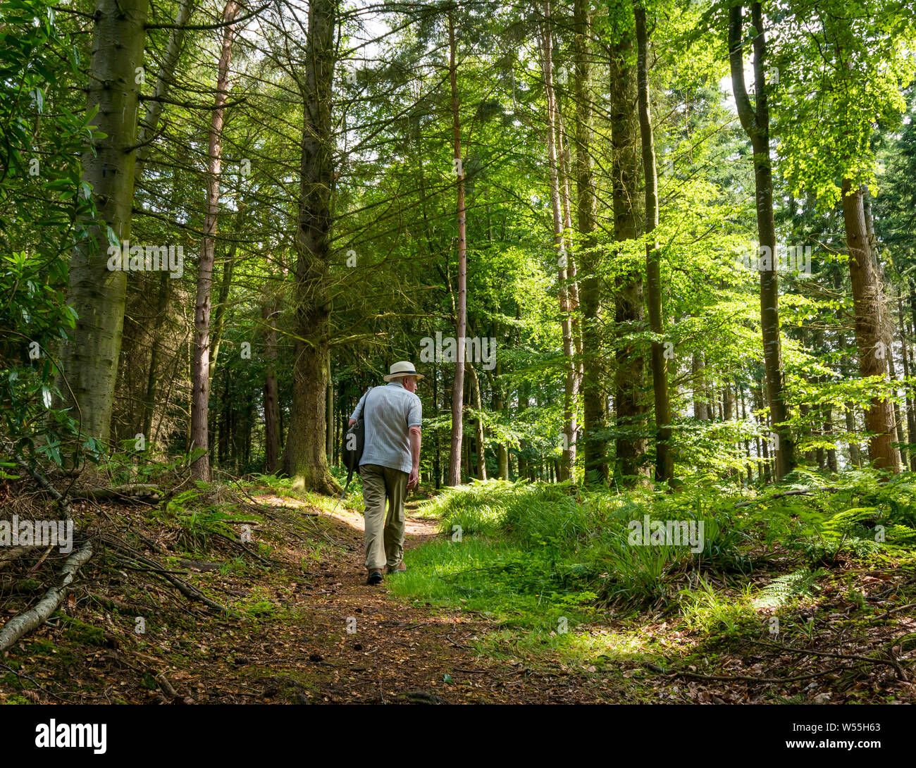 Humbie legno, East Lothian, Scozia, Regno Unito, 26 luglio 2019. Regno Unito Meteo: un uomo anziano che indossa un cappello di Panama passeggiate all'ombra di un fitto bosco di un paese a piedi in estate Foto Stock