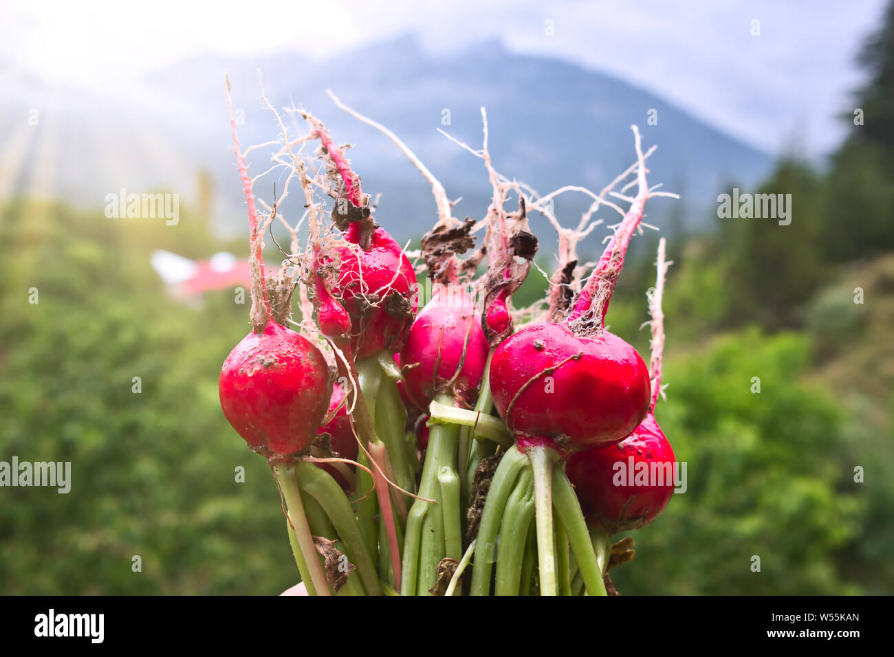 Ravanelli con il suolo, gli agricoltori mani fresche raccolte in rosso il Ravanello di verdure Foto Stock