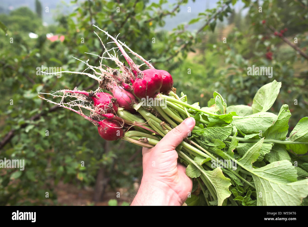 Organic ravanelli, gli agricoltori mani fresche raccolte in rosso il Ravanello di verdure Foto Stock