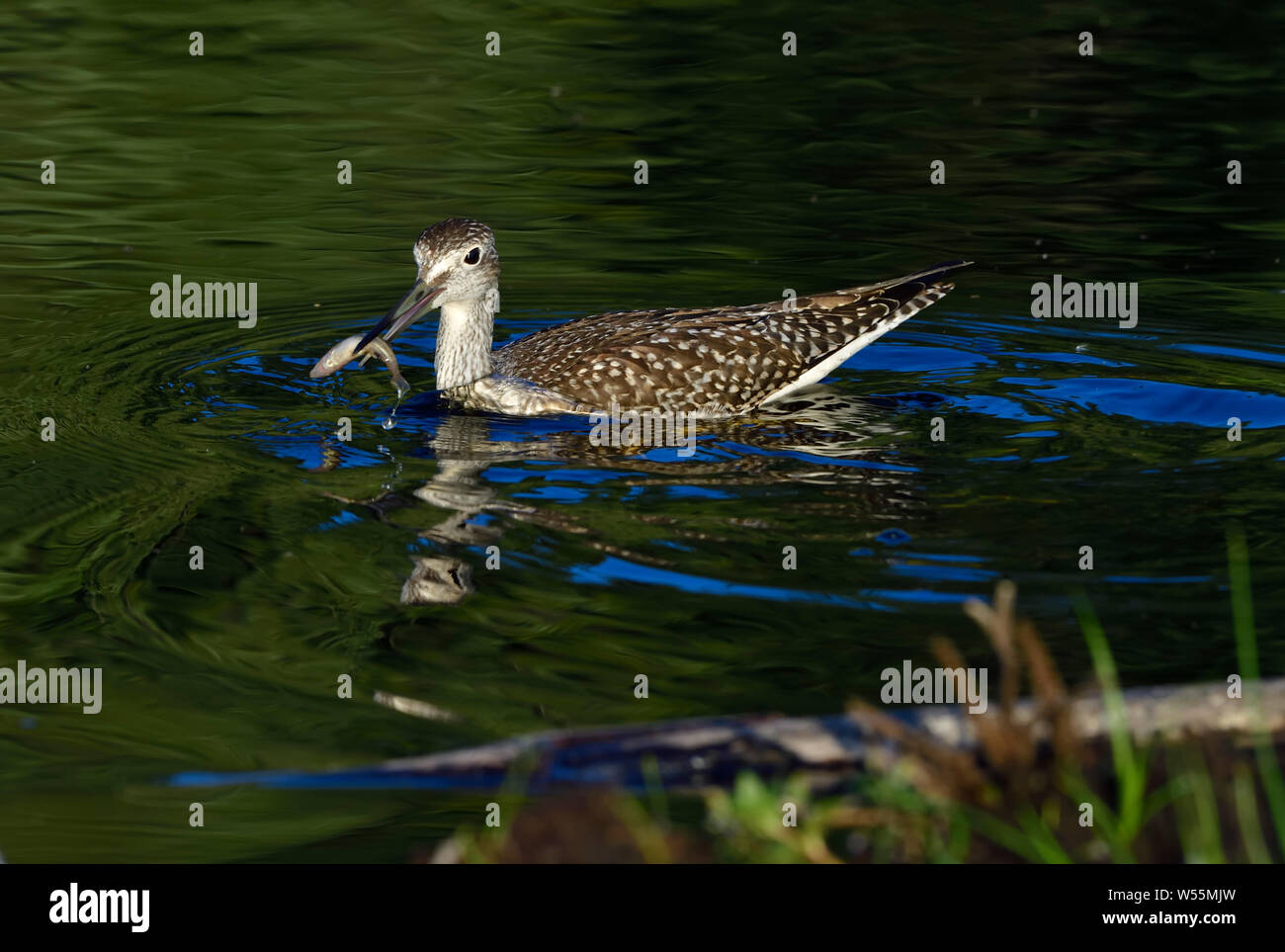 Un selvaggio maggiore yellowlegs shorebird ' Tringa melanoleuca',minnows di cattura in un castoro stagno vicino Hinton Alberta Canada. Foto Stock