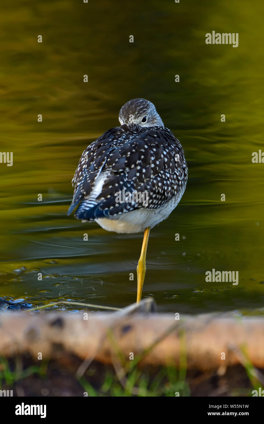 Una maggiore Yellowlegs shorebird 'STringa flavipes', in appoggio su un piede in corrispondenza di un bordo di una calma beaver pond nelle zone rurali di Alberta in Canada. Foto Stock