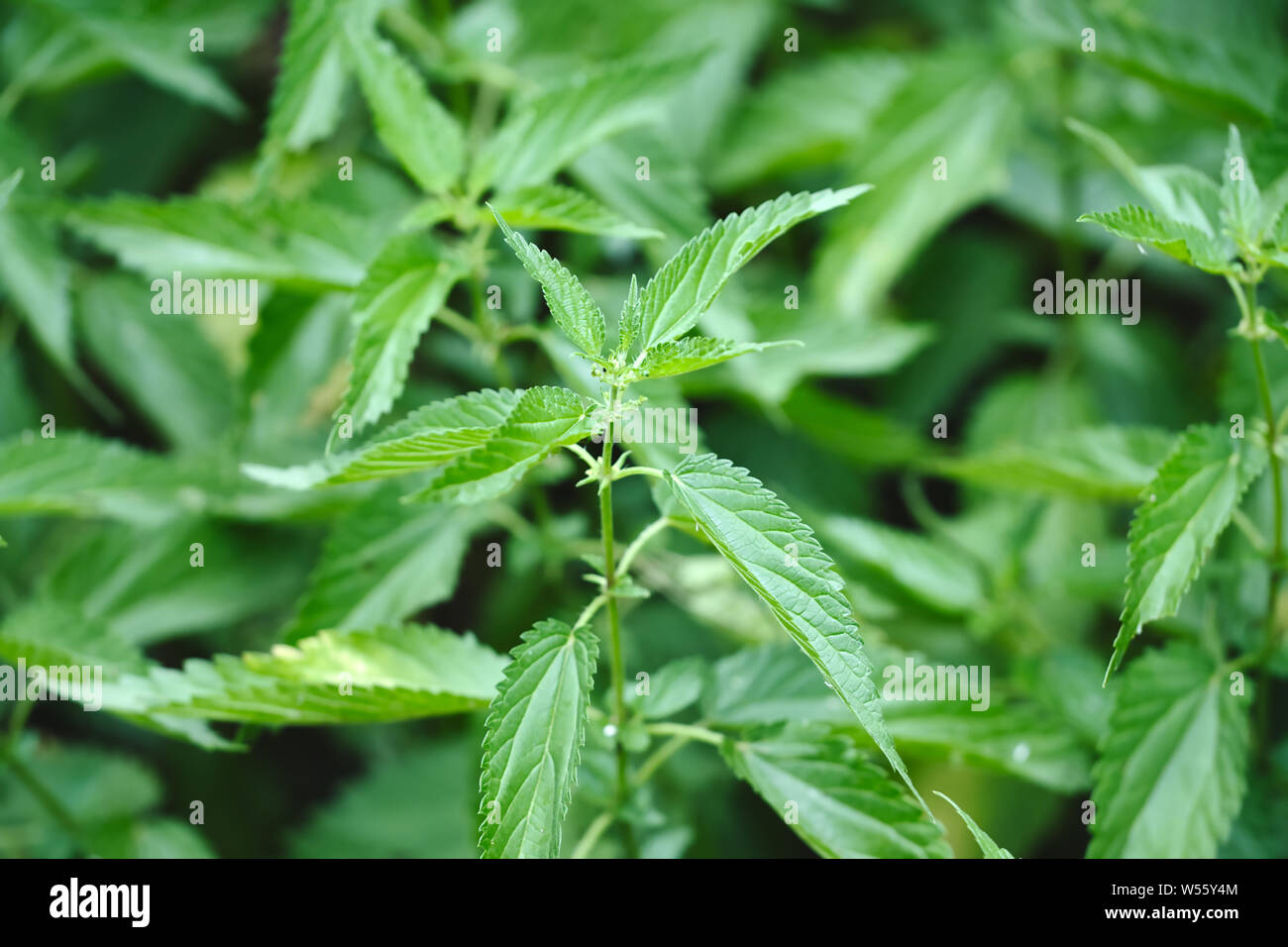 "Urtica dioica' impianto, spesso noto come comuni ortica, ortica o foglia di ortica, o semplicemente un ortica o stinger Foto Stock