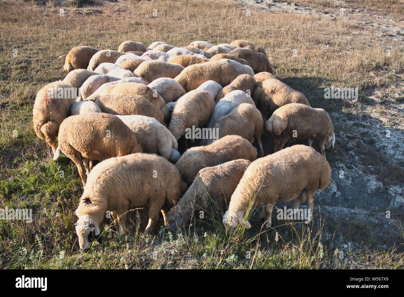 Gregge di capre, pecore al pascolo sono sul verde del campo di erba Foto Stock