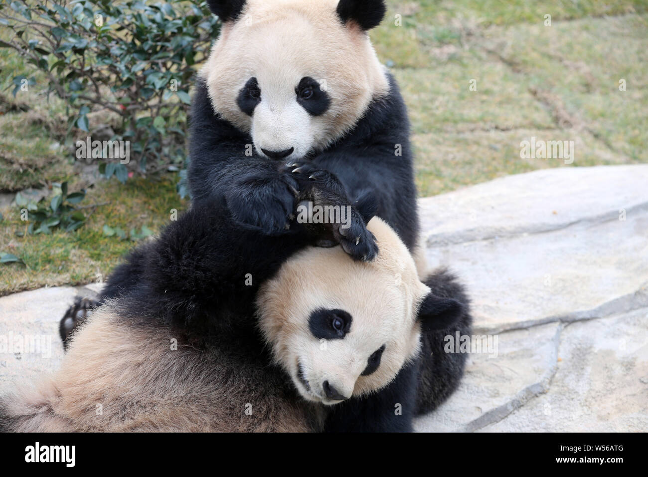 Il panda gigante gemelli 'Xinghui' e 'Xingfan' giocare insieme come essi incontrano il pubblico per la prima volta dopo la sedimentazione in Nantong a Nantong Forest Foto Stock