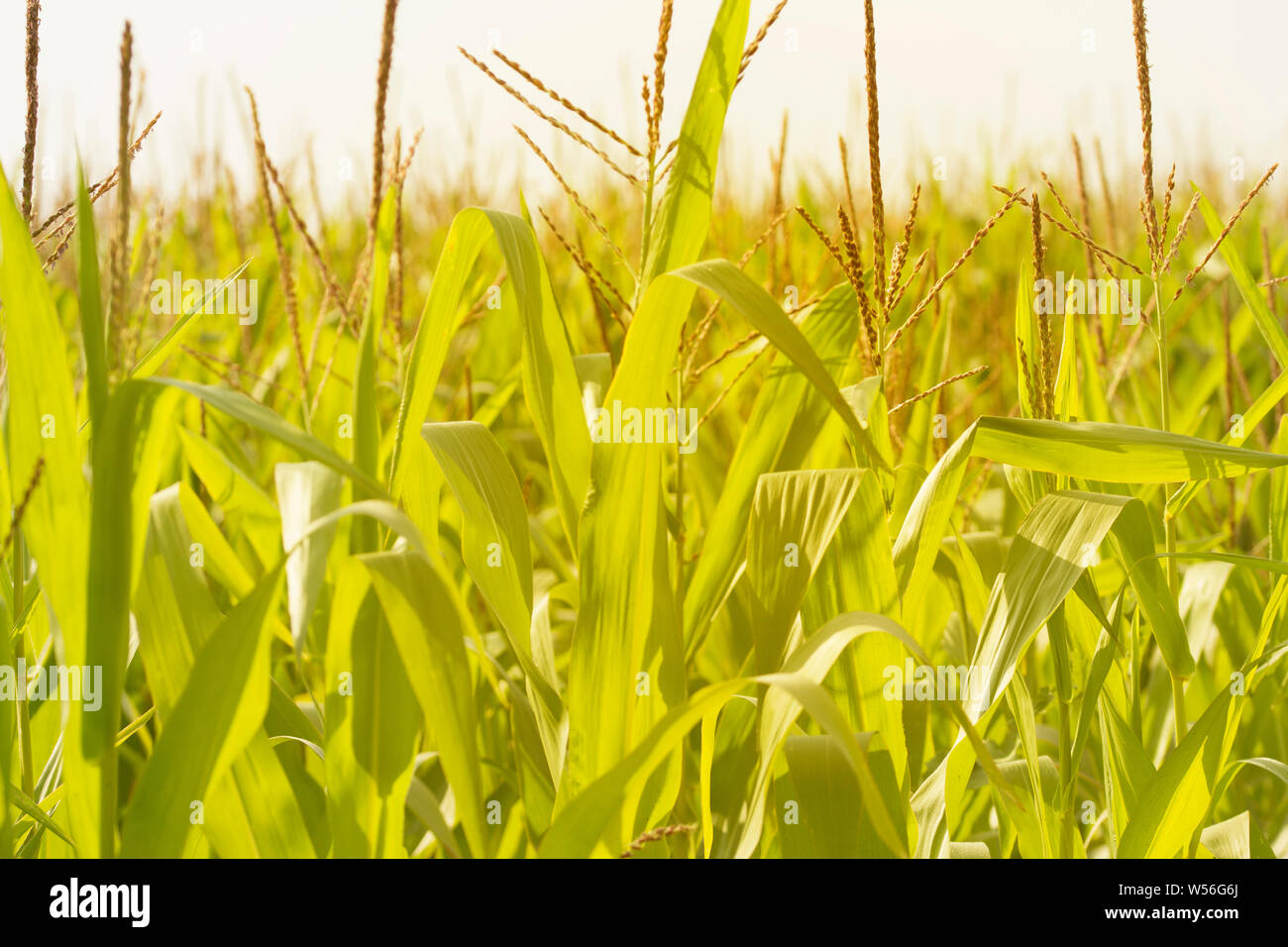 Piantina di mais coltivato in azienda agricola campo . Piena coltivate piante di mais. Primo piano di un campo di mais Foto Stock