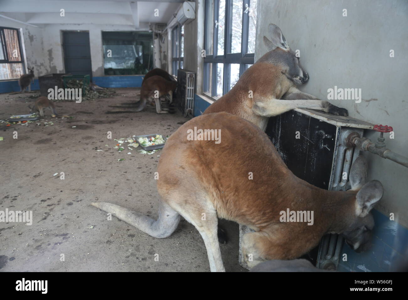 I canguri rossi sfuggire al freddo da sdraiato su un radiatore per riscaldamento a Zhengzhou Zoo nella Città di Zhengzhou, centrale cinese della provincia di Henan, 14 febbraio 2019. Foto Stock